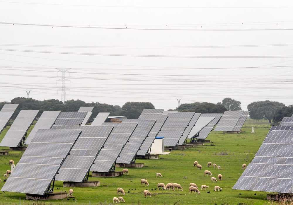 Photovoltaic power station in the middle of a field with sheep's
